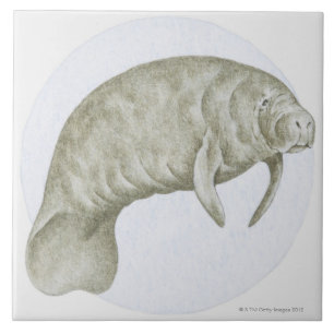Manatee Tile