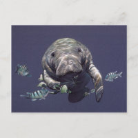Manatee Underwater World