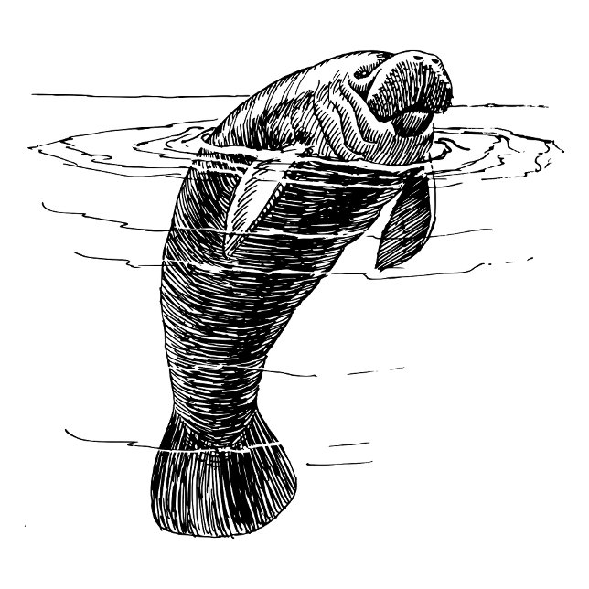 Manatee womens  shirt (Creator Uploaded)