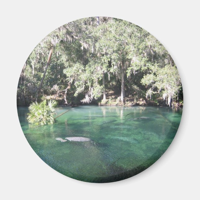 Manatees at Blue Springs Magnet (Front)