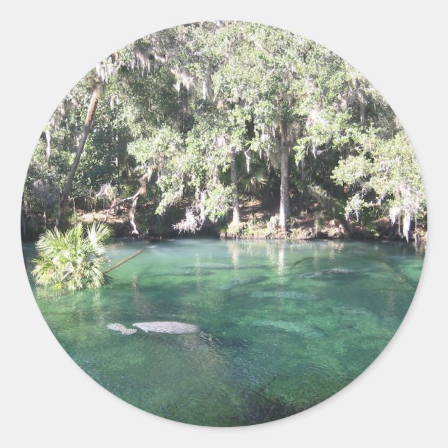 Manatees at Blue Springs Sticker (Front)