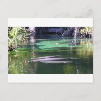 Manatees Postcard