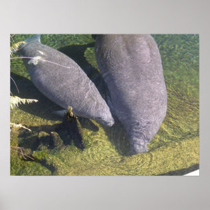 Manatees Poster