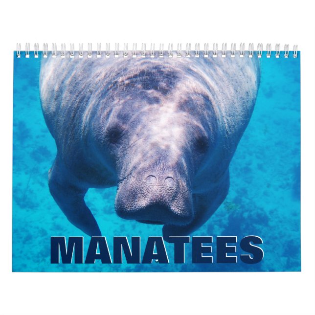 Manatees Wall Calendar (Cover)