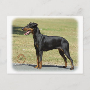 Manchester Terrier Postcard