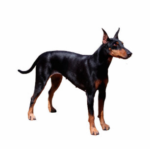 Manchester Terrier Standing Photo Sculpture