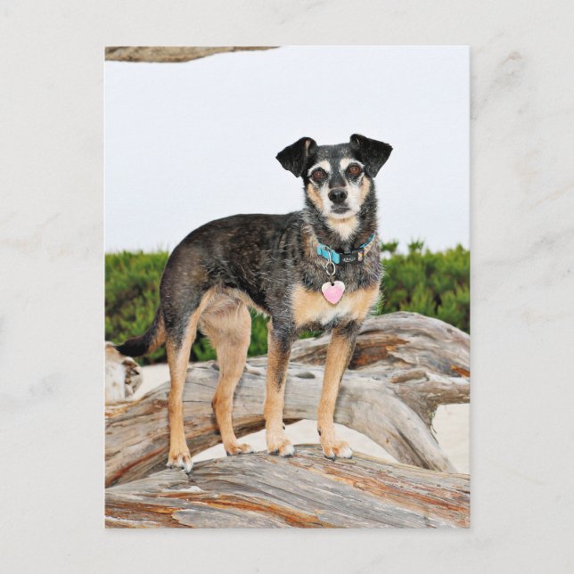Manchester Terrier X - Jordan - Derr Postcard (Front)
