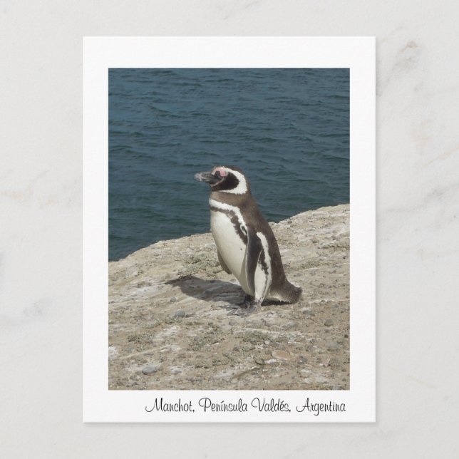 Manchot Postcard (Front)