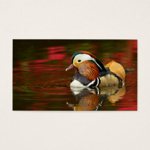 Mandarin Duck