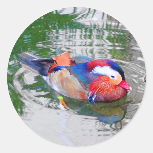 Mandarin Duck #3 Stickers (Front)