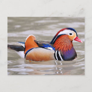 Mandarin Duck (Aix galericulata) Postcard