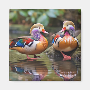 Mandarin duck Animal Bird Wildlife Wilderness Art Magnet