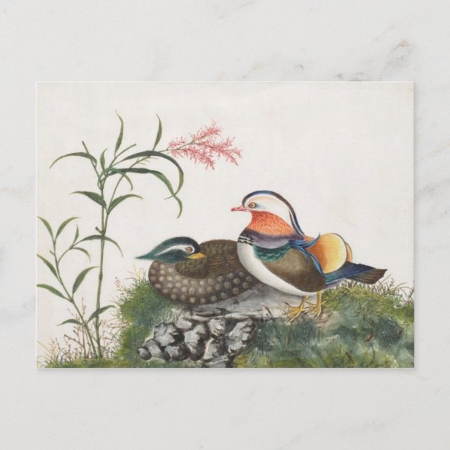Mandarin Duck Chinese Painting Postcard (Front)