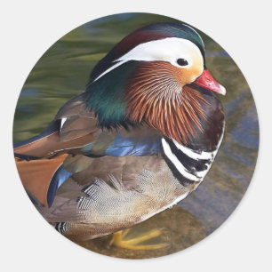 Mandarin Duck Classic Round Sticker