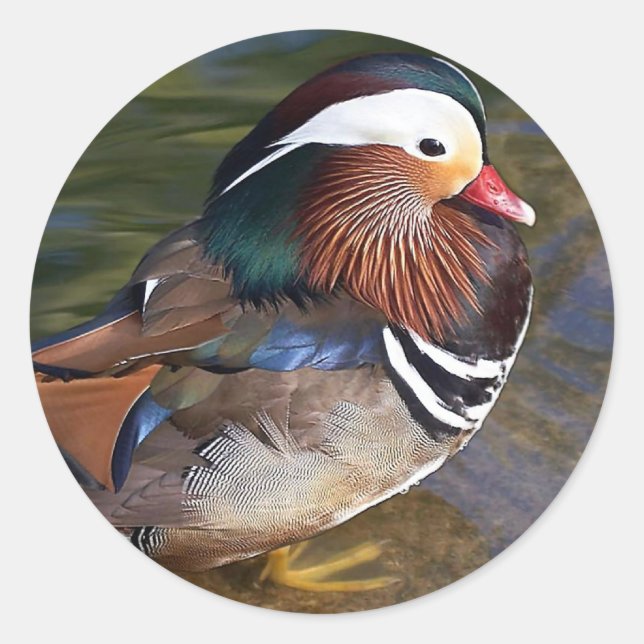 Mandarin Duck Classic Round Sticker (Front)