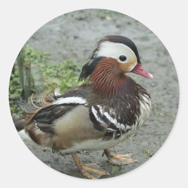 Mandarin Duck Classic Round Sticker (Front)