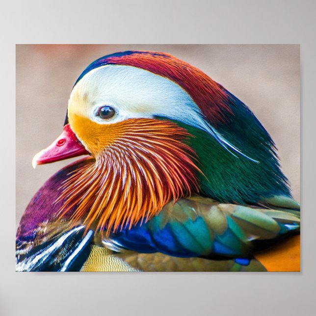 Mandarin Duck Close Up Portrait Poster (Front)