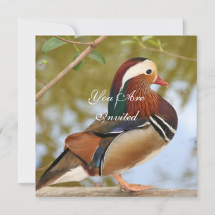 Mandarin Duck Invitation