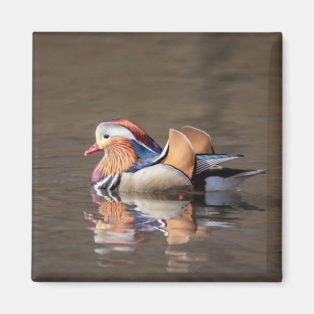 Mandarin Duck Magnet (Front)