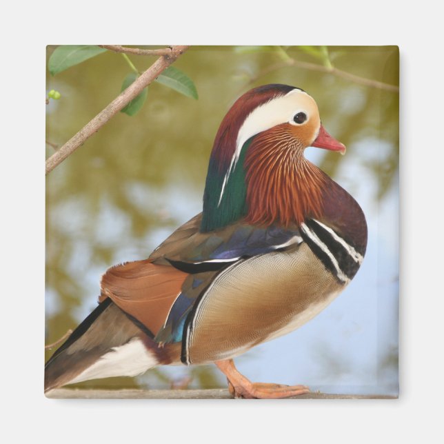 Mandarin Duck Magnet (Front)