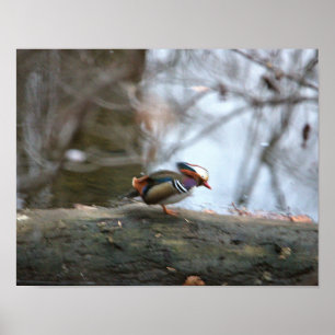 Mandarin Duck Photo Poster