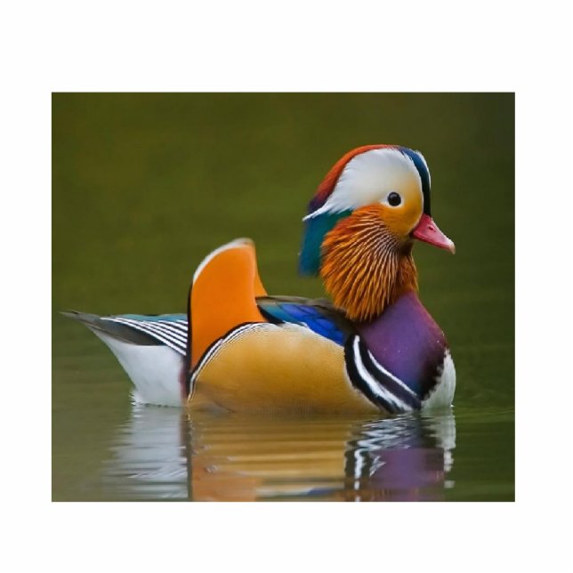Mandarin Duck Photo Sculpture Key Ring (Front)