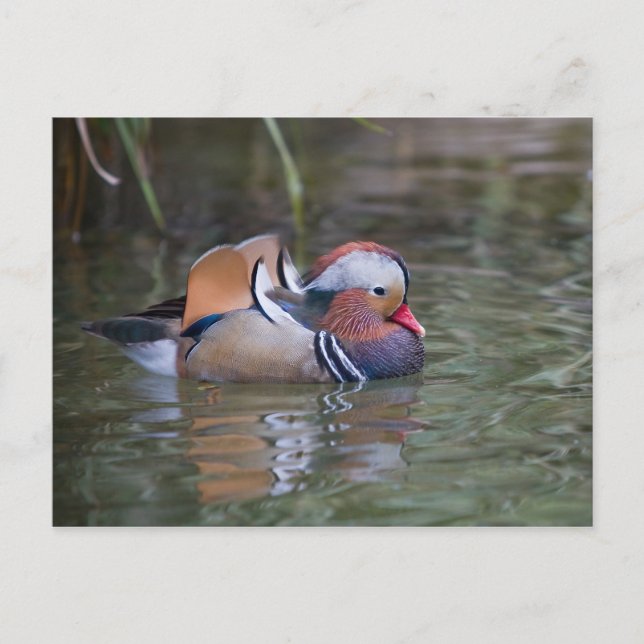 Mandarin Duck Postcard (Front)