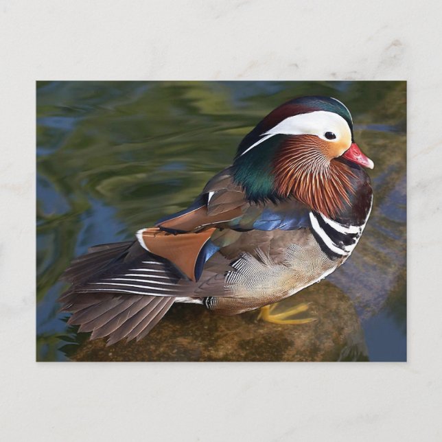 Mandarin Duck Postcard (Front)