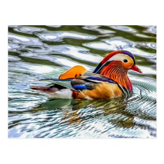 Mandarin Duck Postcard