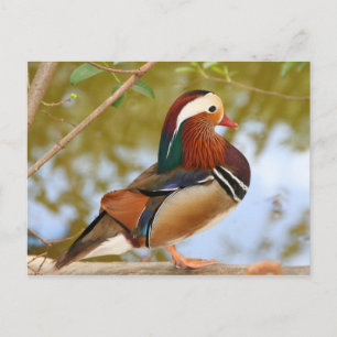 Mandarin Duck Postcard