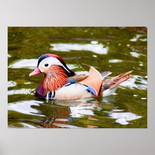 Mandarin Duck Poster (Front)