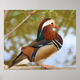 Mandarin Duck Poster