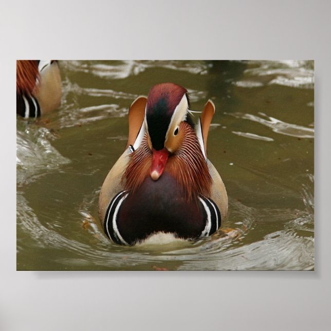Mandarin Duck Poster (Front)