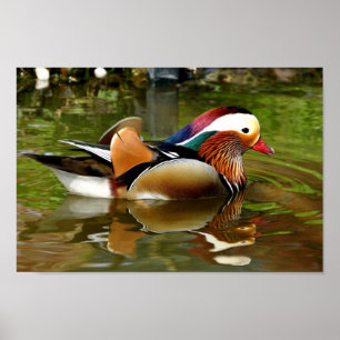 Mandarin Duck Poster