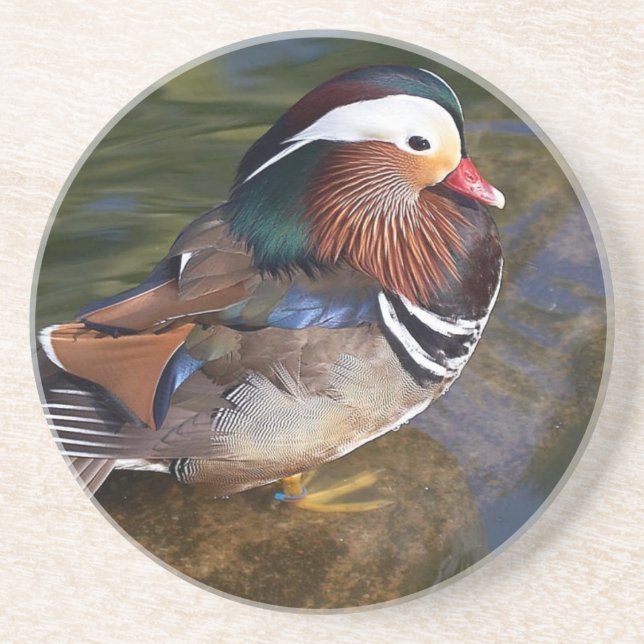 mandarin duck sandstone coaster (Front)