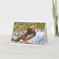 Mandarin Duck