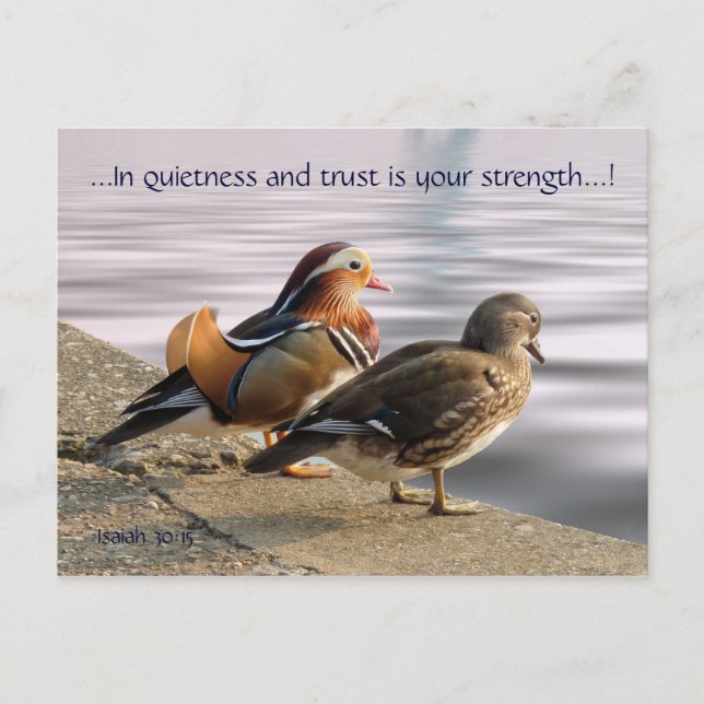 Mandarin ducks togertherness postcard (Front)