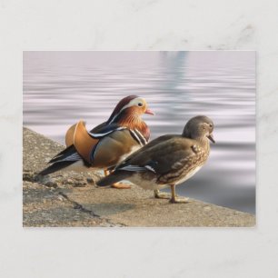 Mandarin ducks togertherness postcard