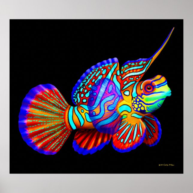 Mandarin Fish on Black Poster (Front)