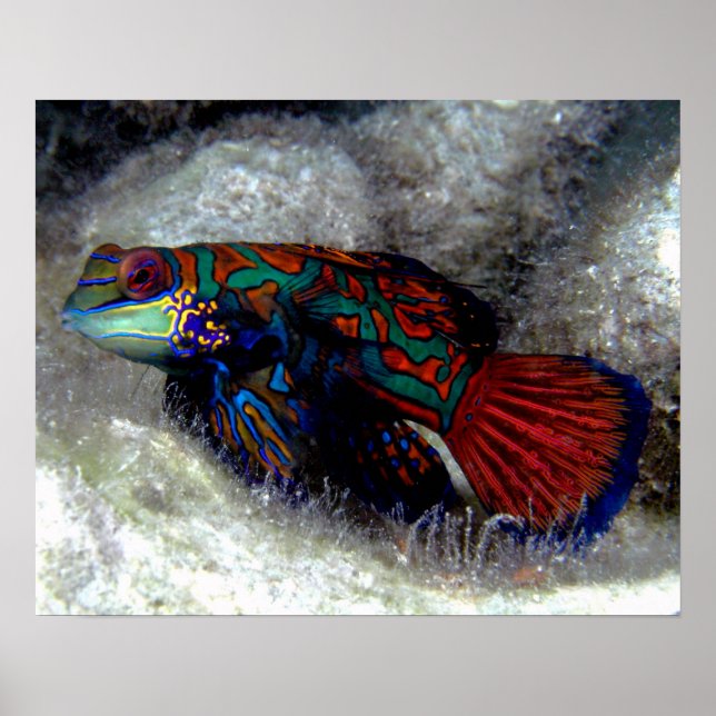 Mandarin Fish Poster (Front)