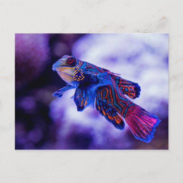 Mandarin Goby Fish Postcard (Front)