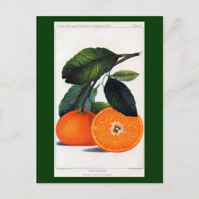 Mandarin Orange Postcard (Front)