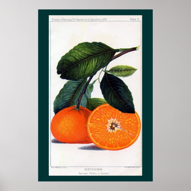 Mandarin Orange Poster (Front)