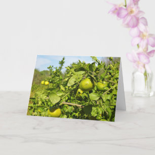 Mandarin Orange Tree Card