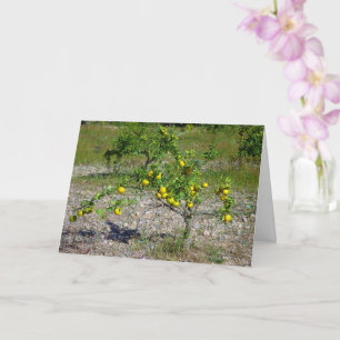 Mandarin Orange Tree Card