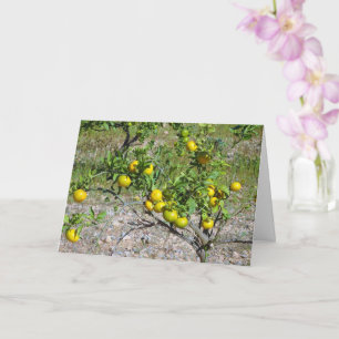 Mandarin Orange Tree Card