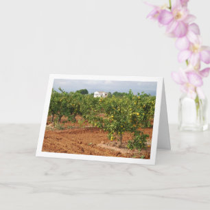 Mandarin Orange Tree Orchard Card
