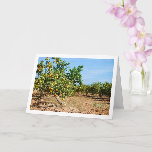 Mandarin Orange Tree Orchard Card (Orchid)