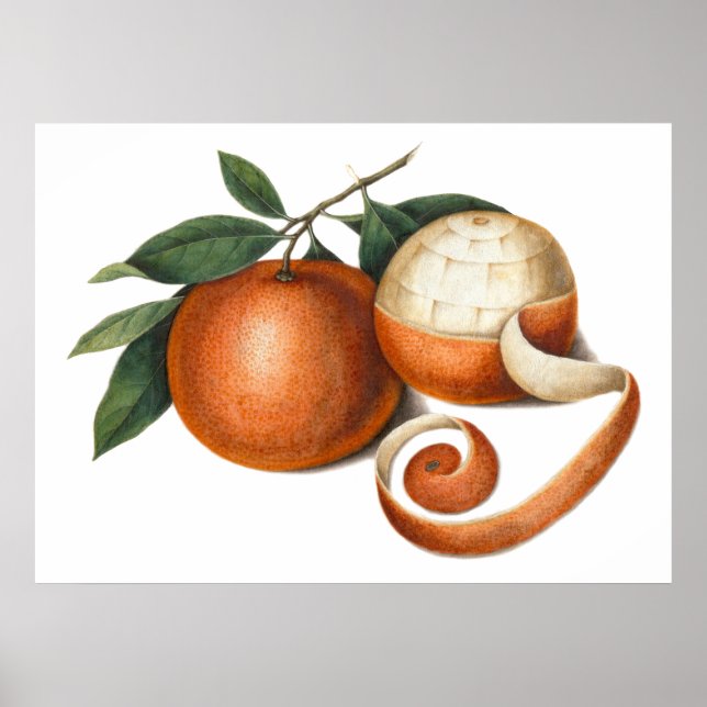 Mandarin Oranges Antique Chinese Painting Poster (Front)