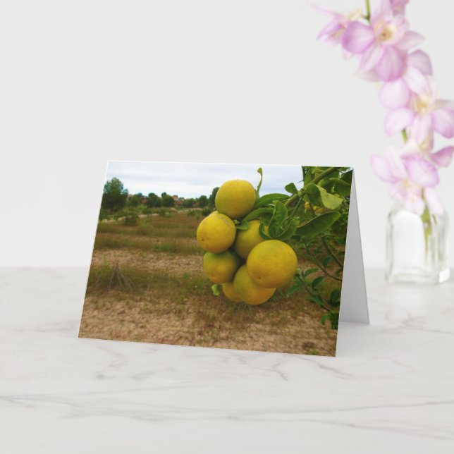 Mandarin Oranges Card (Orchid)